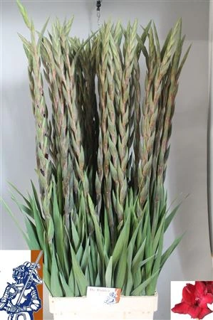 Gladiola Fat Boy 100cm • 100 cm