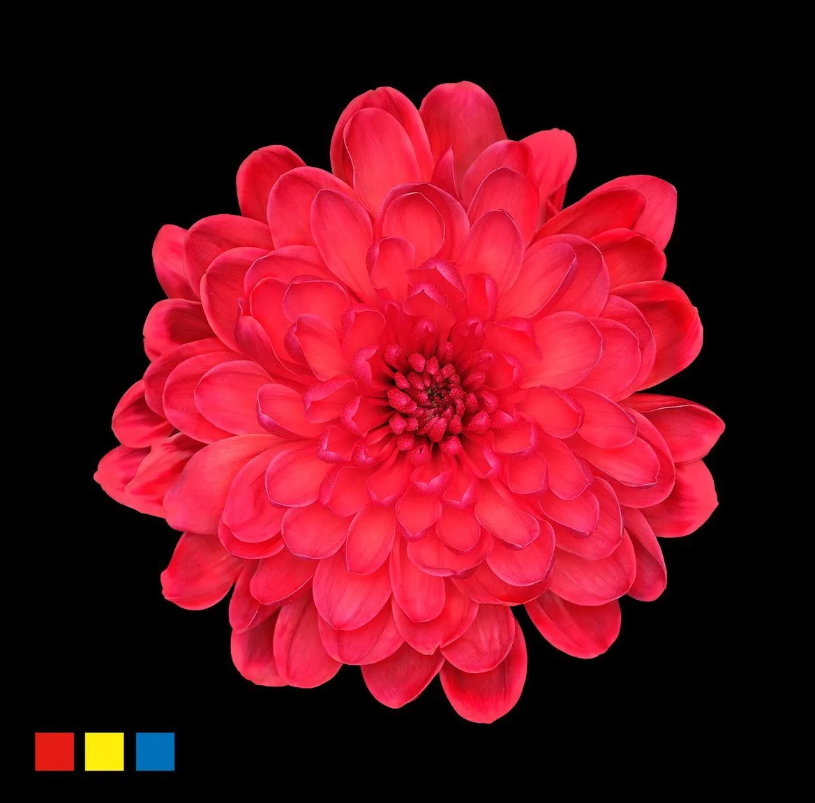 Chryzantéma trsová Altaj Red • 70 cm