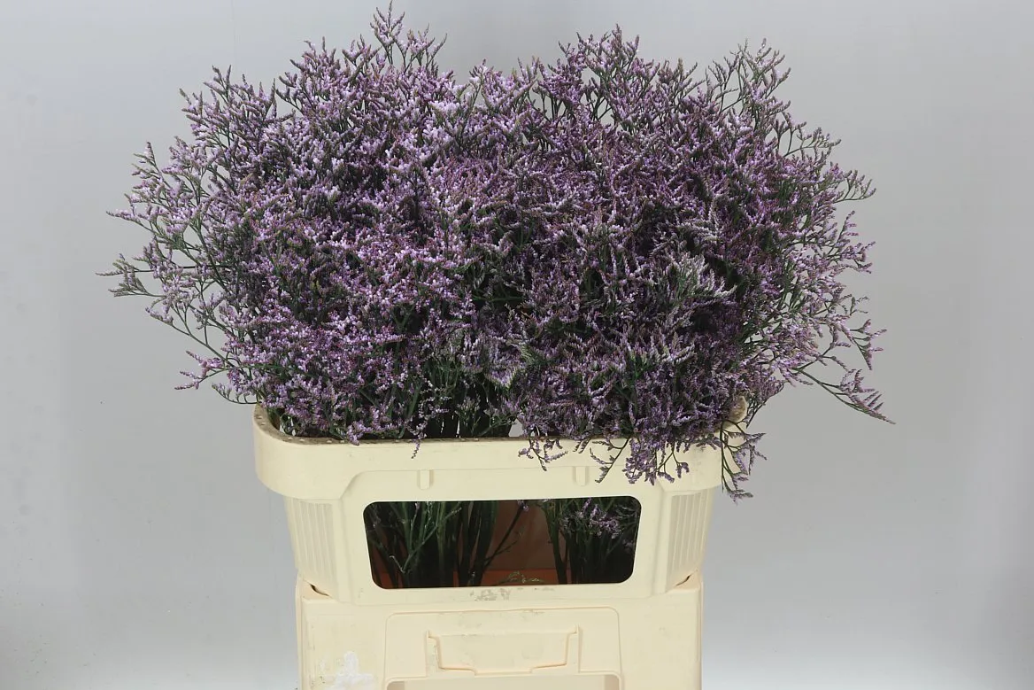 Limónium Saf Lilac • 80 cm