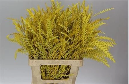 Ivanhoe Yellow • 60 cm