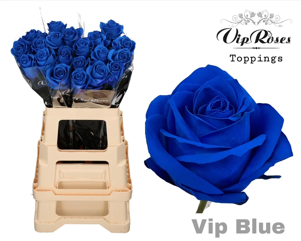 Ruža Vip Blue 65cm X40 • 65 cm