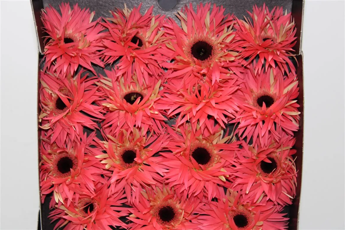 Gerbera Diamond Spider Sensini • 55 cm