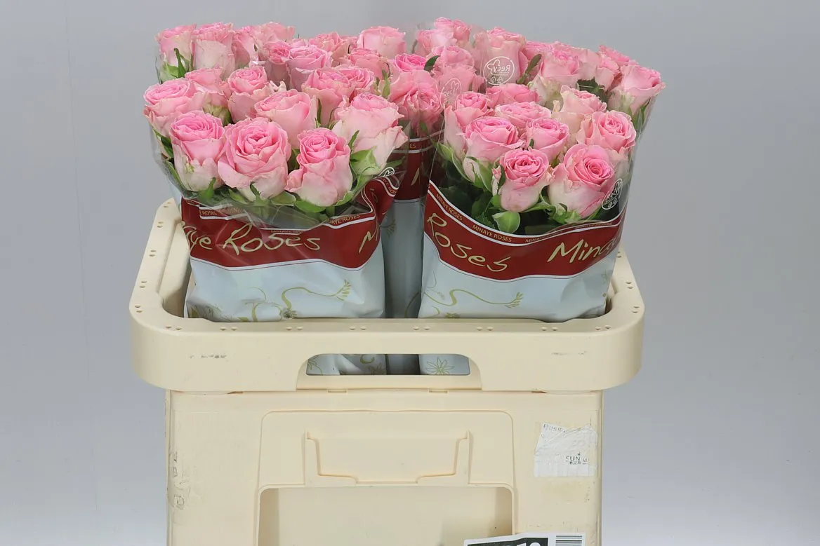 Rosa Gr Seductive • 60 cm