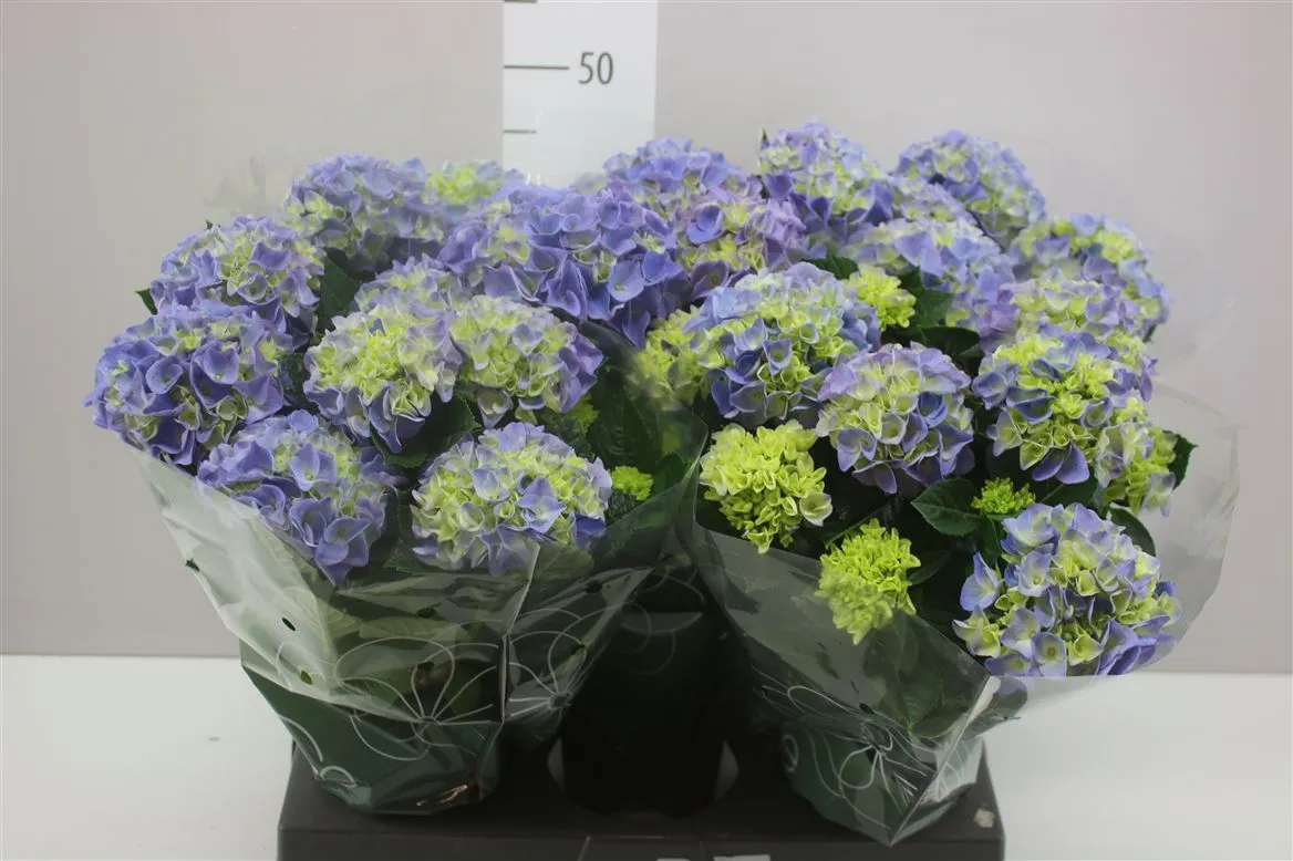 Hortenzia črepníková Hi Halo Blue 7+ • črepník 14 cm