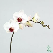 Orchidea Phalaenopsis Ruby Kiss/red Lips X45