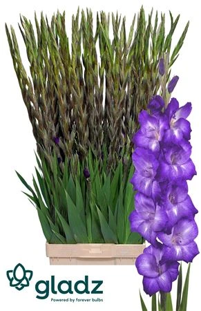 Gladiola Performer • 120 cm