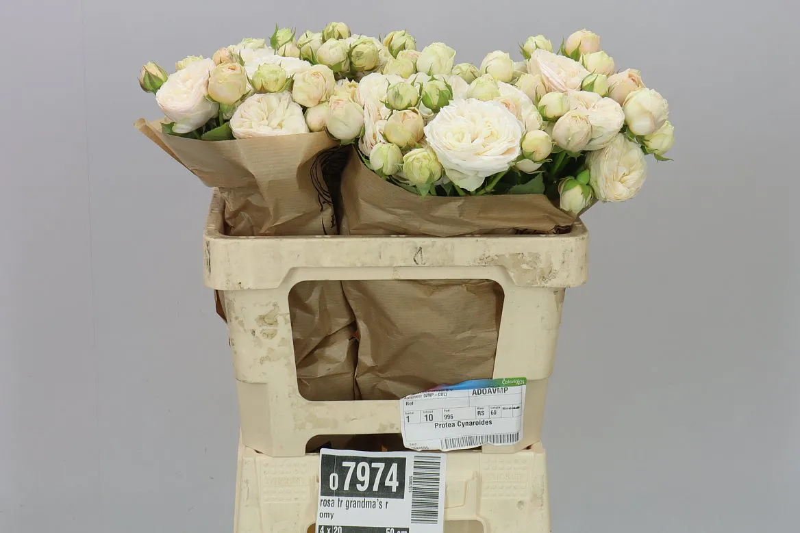 Ruža trsová Grandma's Romy • 50 cm