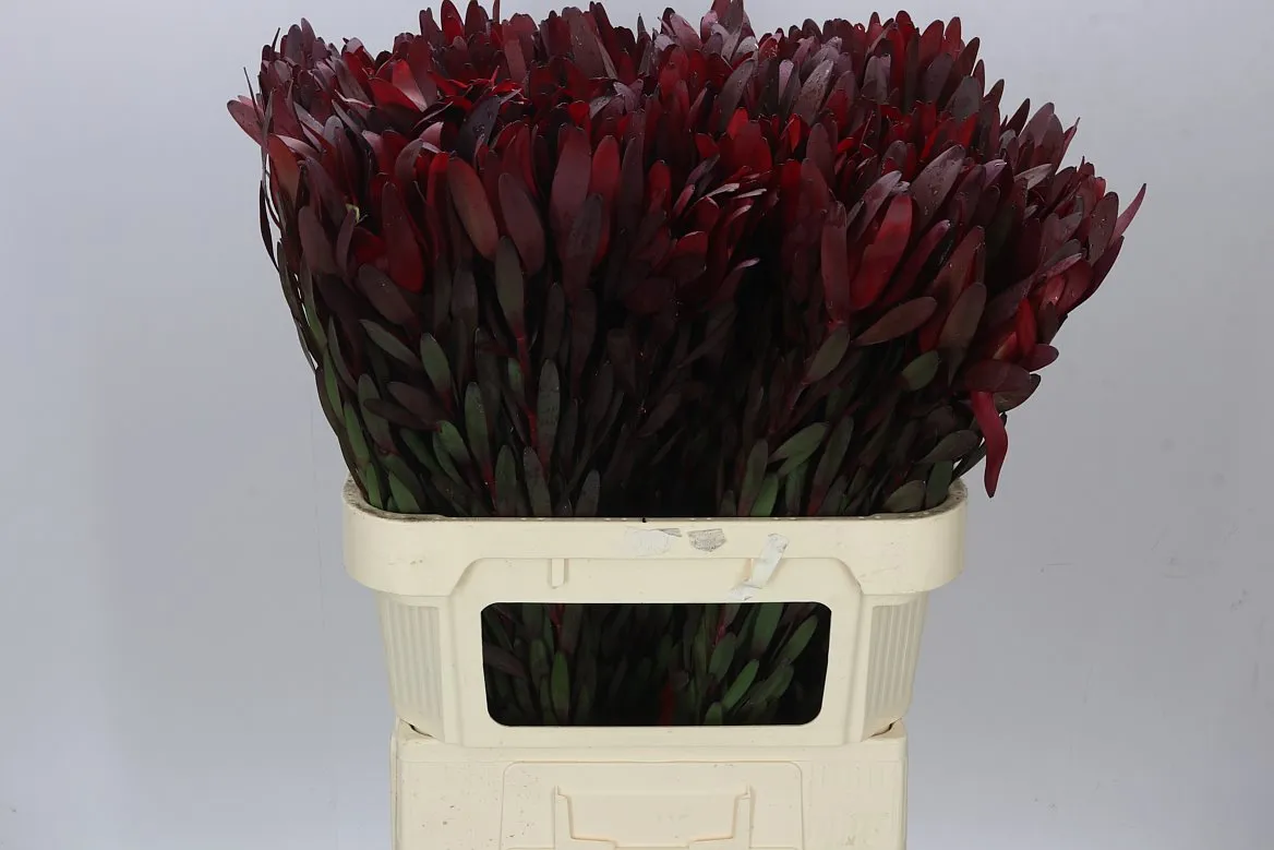 Leucadendron Safari Sunset • 80 cm