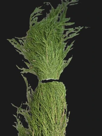Thuja Spaghetti 1,8 kg 100-120 Cm