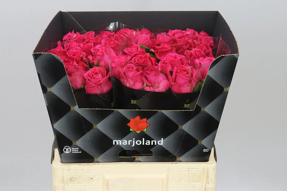 Rosa Gr Xoch • 60 cm