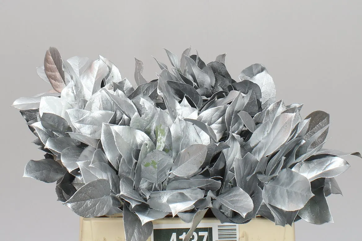 Salal Tips Silver • 45 cm