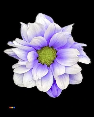 Chryzantéma trsová Kennedy Pastel Lilac • 70 cm