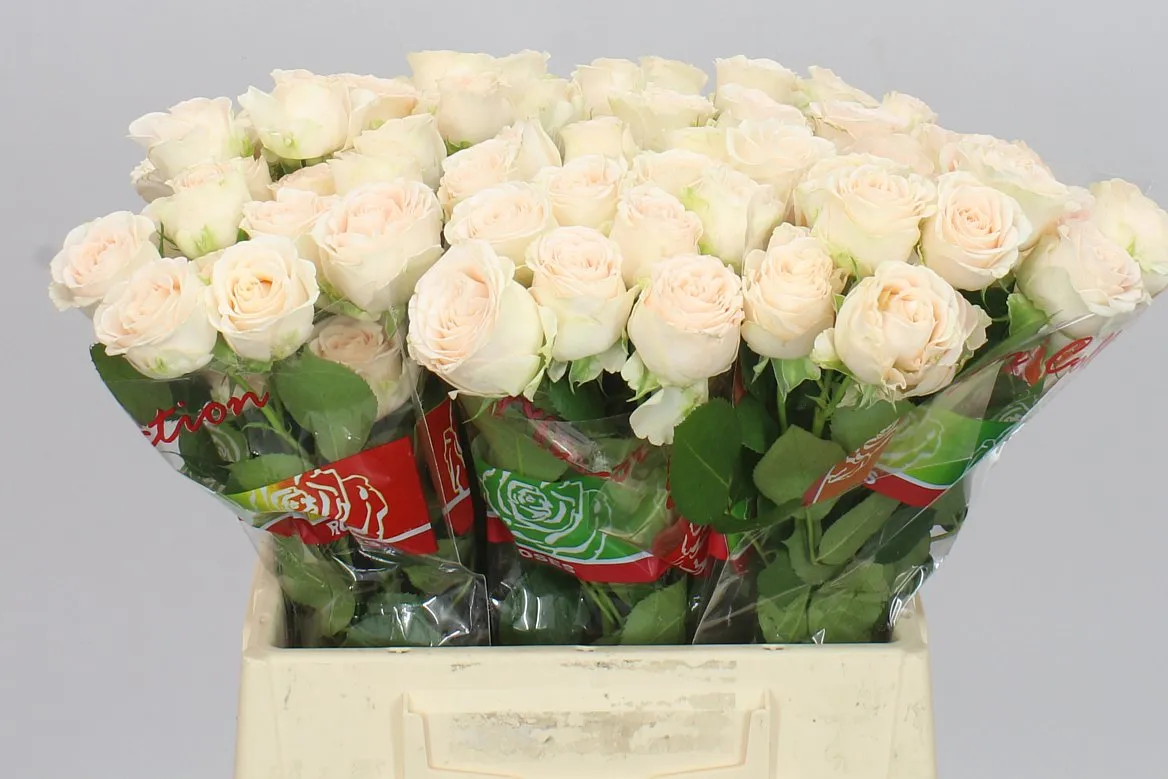 Ruža trsová Sofie Imp • 40 cm