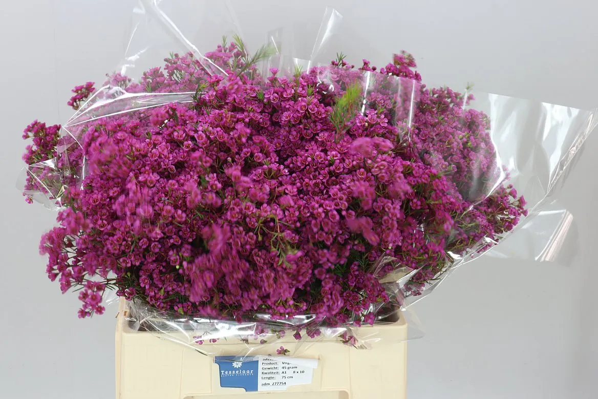 Voskovka Vega Blooms • 60 cm