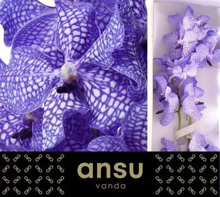 Vanda Kan Delft Blue • 20 cm