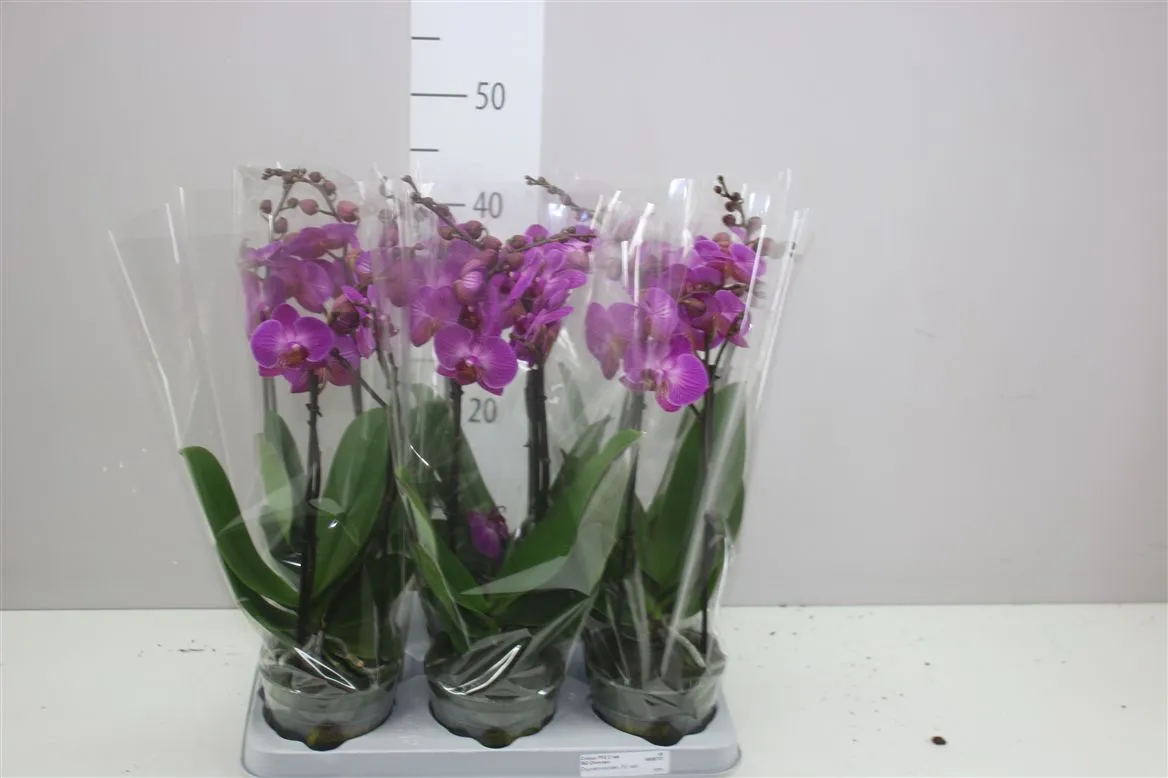Orchidea Phalaenopsis Mtfl fialová A2, 2 výhony • črepník 12 cm