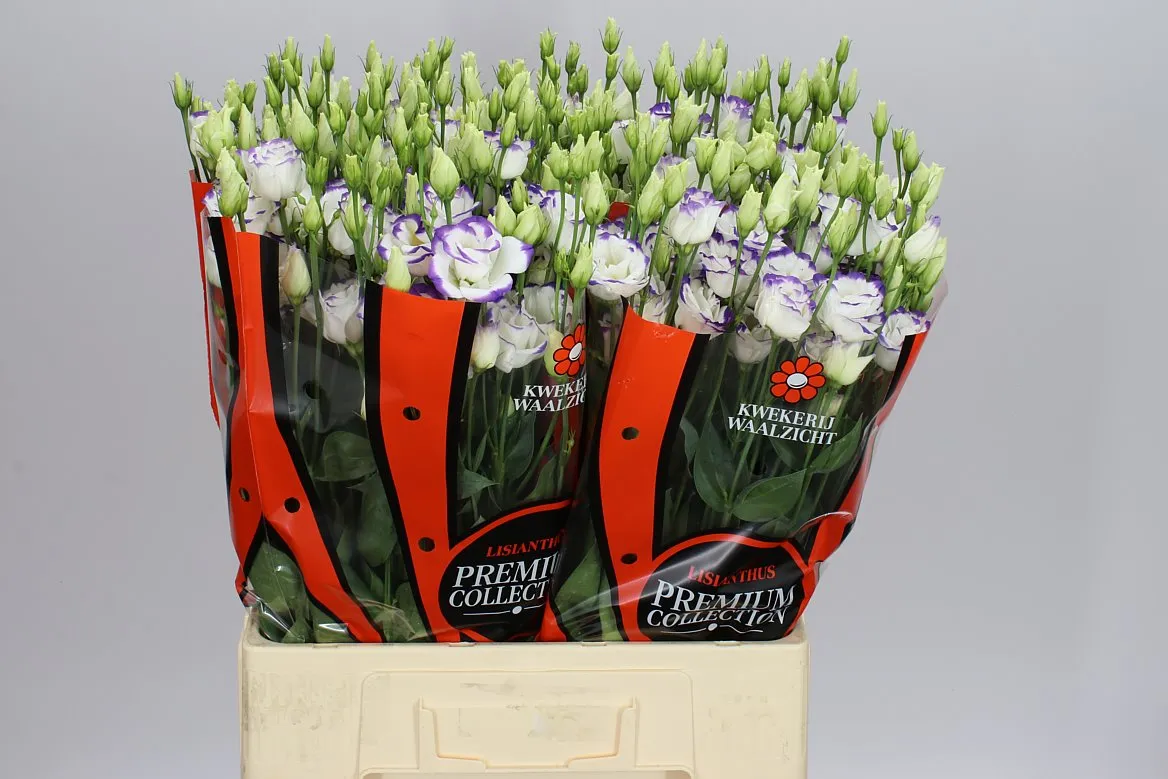 Eustóma plnokvetá Excal White Blue Waalzicht • 72 cm