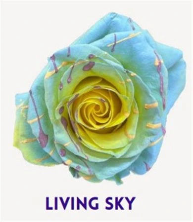 Ruža farbená Living Sky, Ekvádor • 50 cm