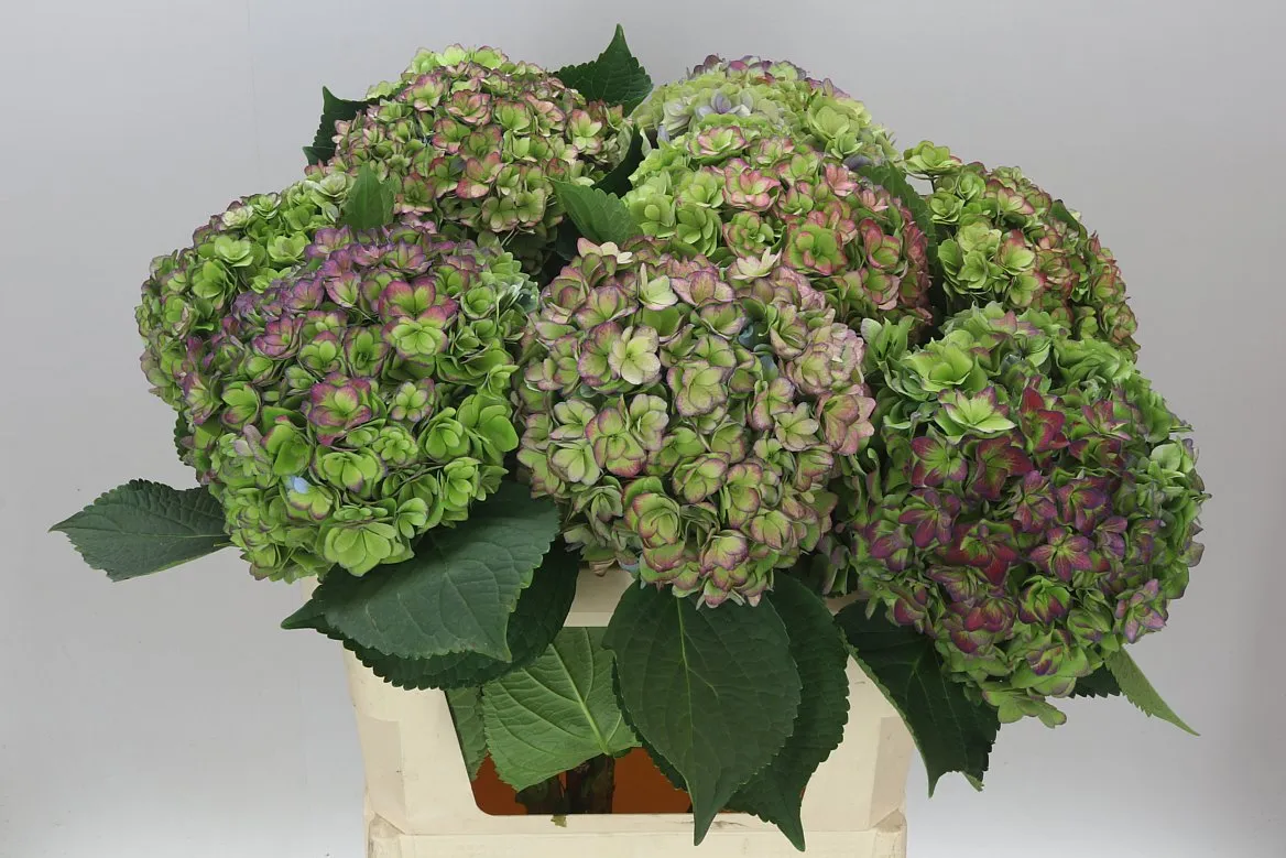 Hortenzia Majestic Purple Classic • 80 cm