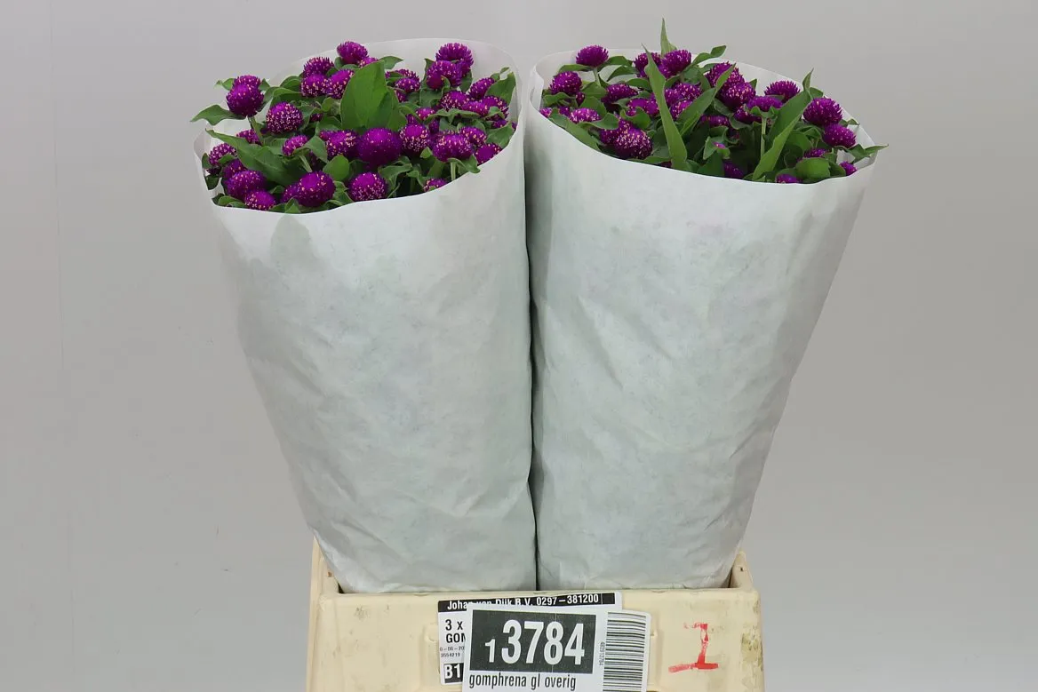 Gomphrena Gl Purple • 50 cm