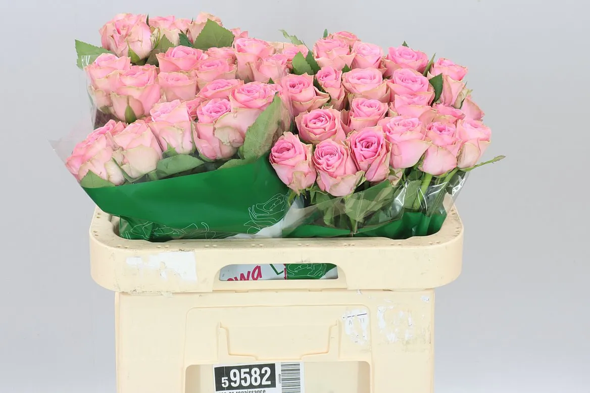 Rosa Gr Renaissance • 60 cm