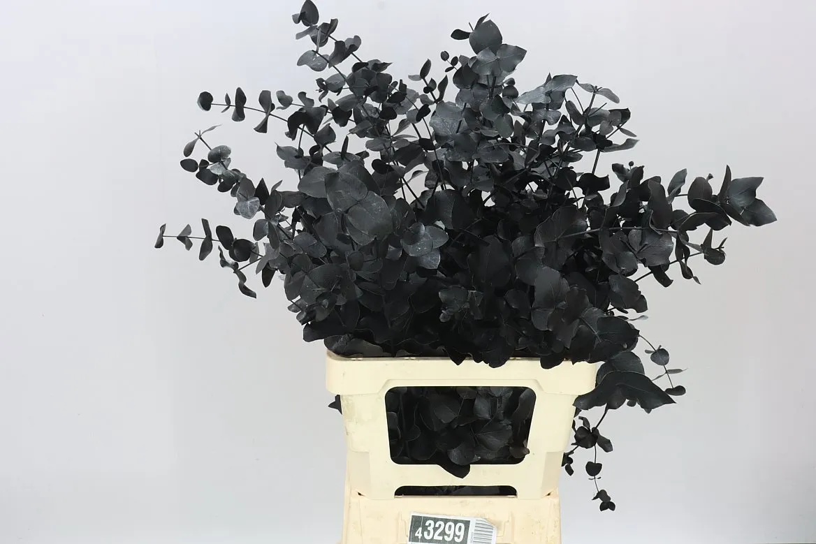 Eukalyptus Cinerea Black • 70 cm