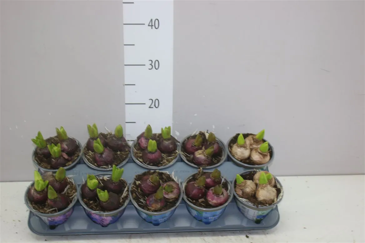 Hyacint mix 3pp • črepník 12 cm