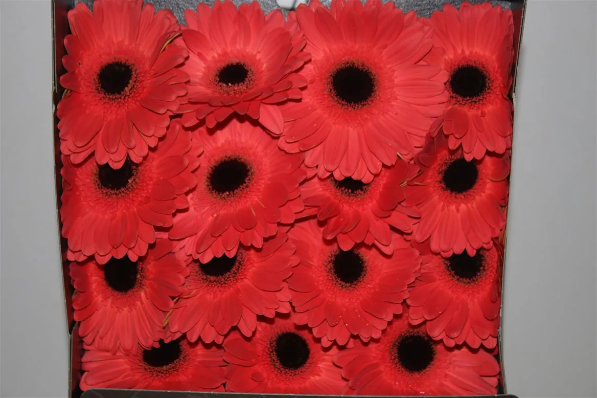 Gerbera Diamond Jamilla • 55 cm