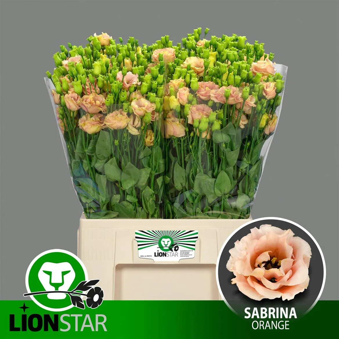 Eustóma plnokvetá Sabrina Orange 60cm • 60 cm