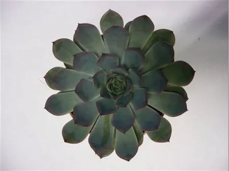 Echeveria Pulidonis Grey Cutflowers • 10 cm