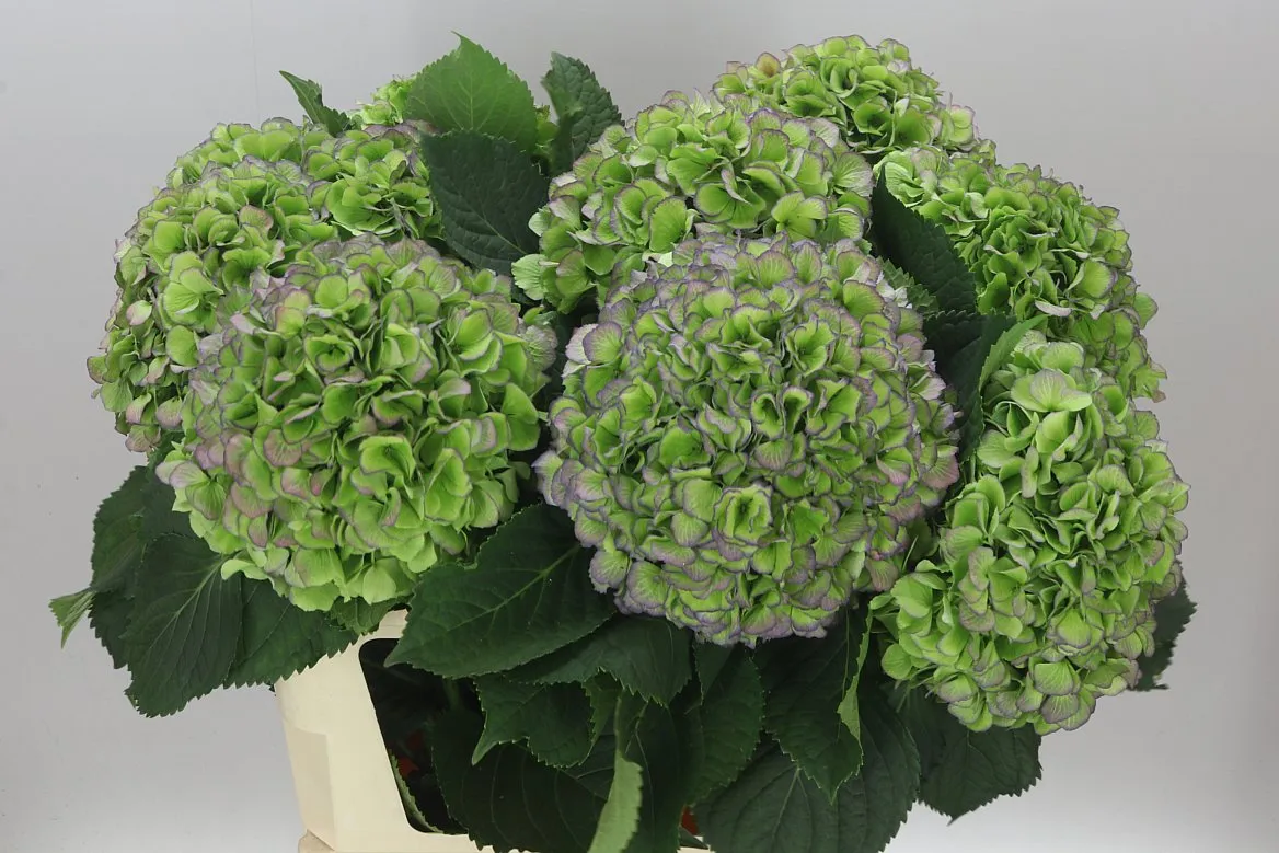 Hydrangea Verena Green Purple Classic • 80 cm