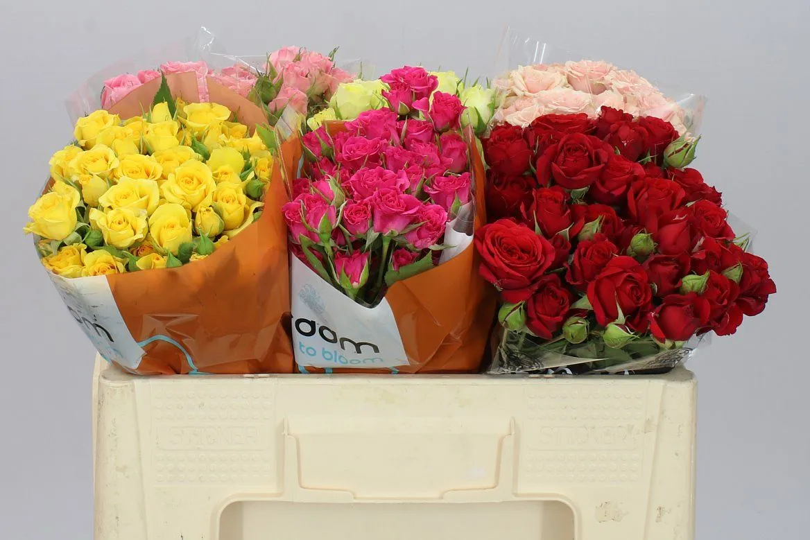 Rosa Tr Mixed In Bucket • 50 cm