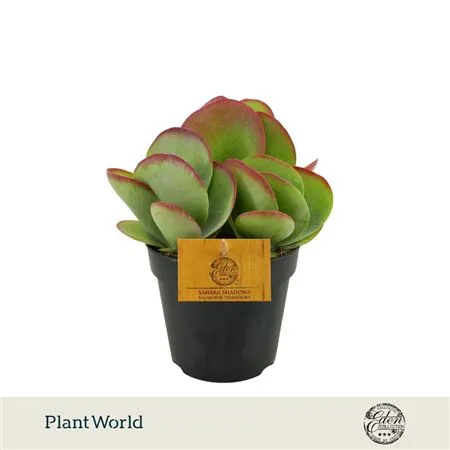 Kalanchoe Thyrsiflora • črepník 12 cm