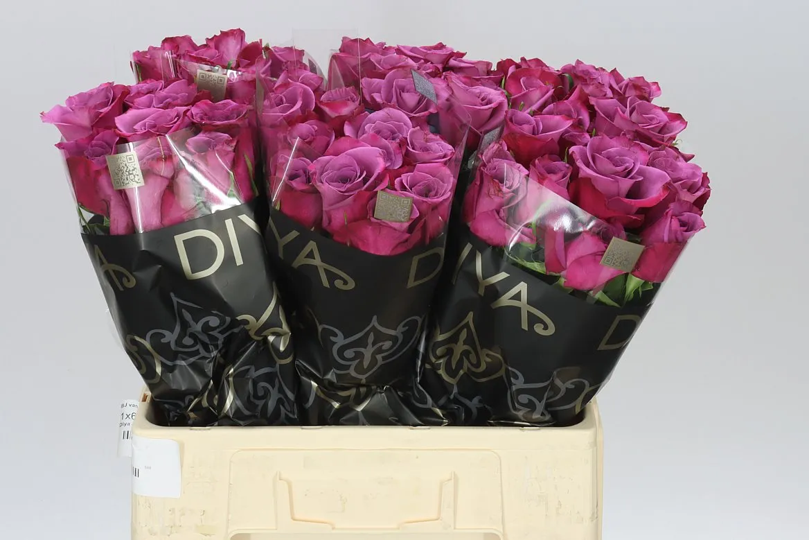 Rosa Gr Violet Hill • 60 cm