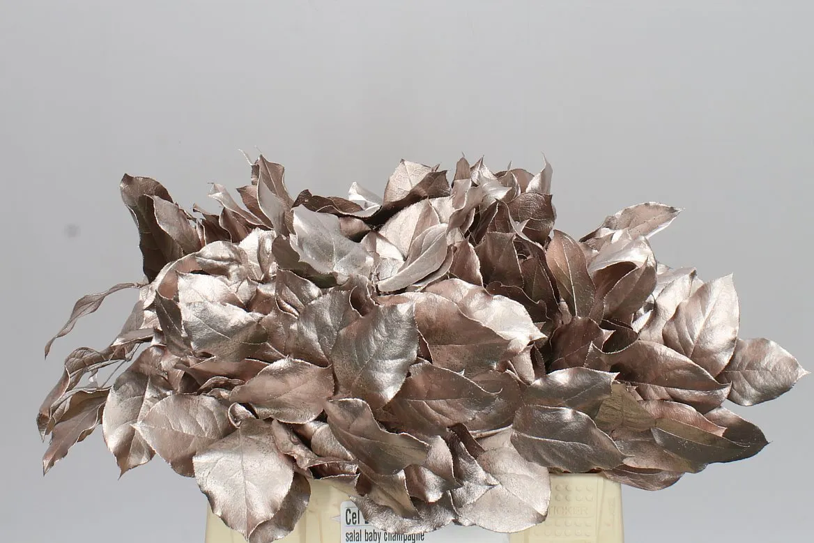 Salal Tips Champagne • 45 cm