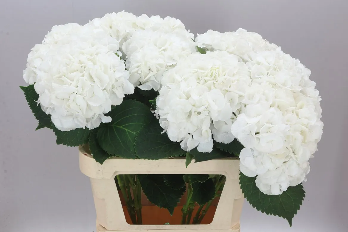 Hyd Princes White • 80 cm