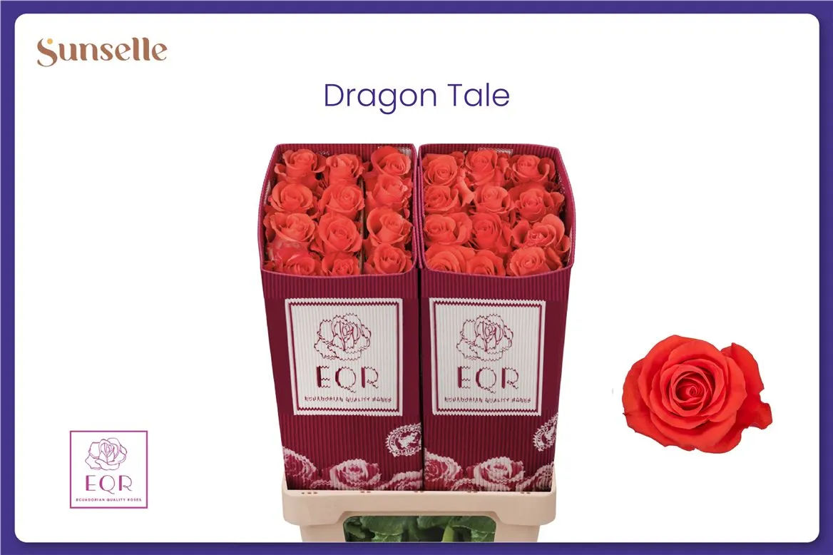 Rosa Gr Co Dragon Tale • 50 cm