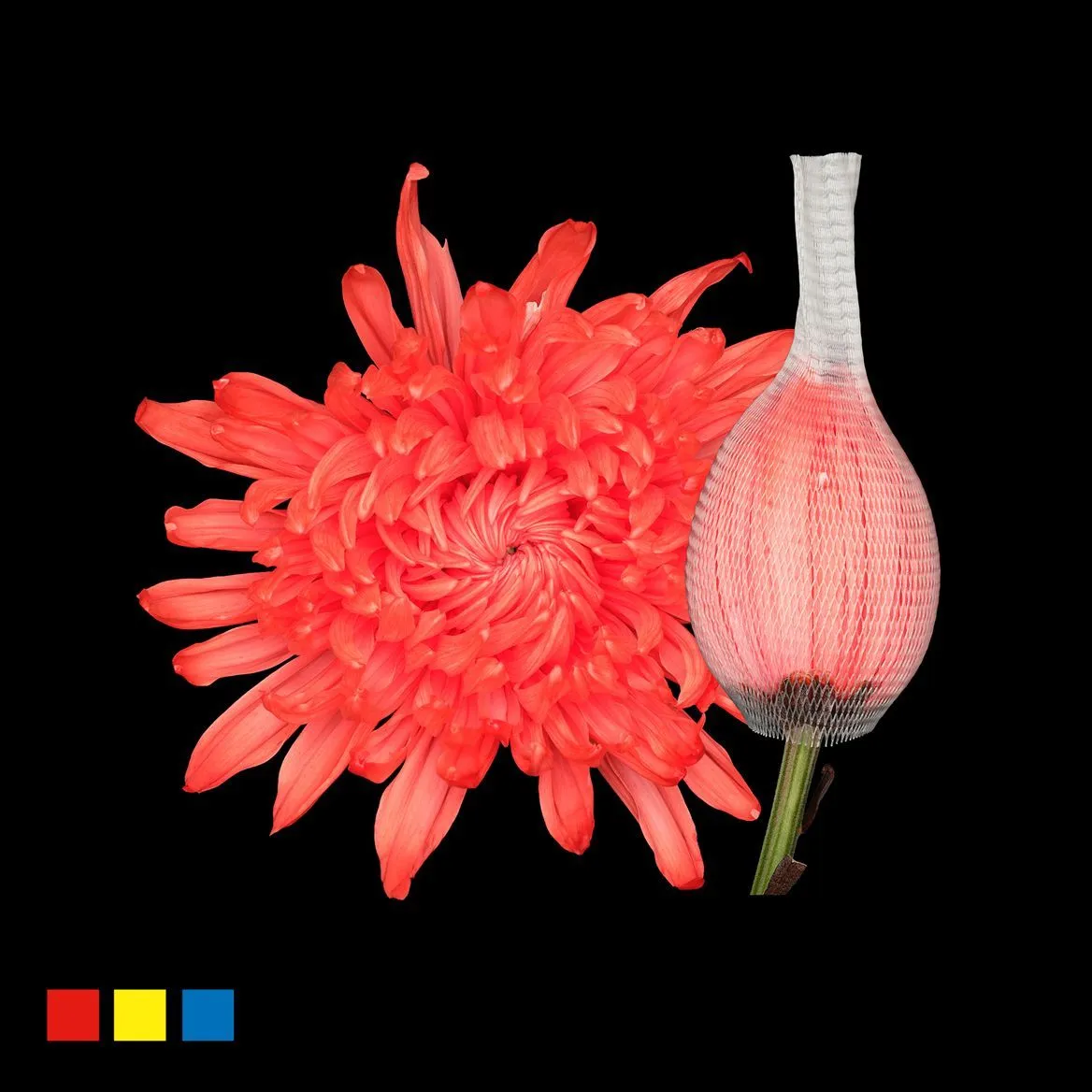 Chryzantéma veľkokvetá Stravina Pink • 70 cm