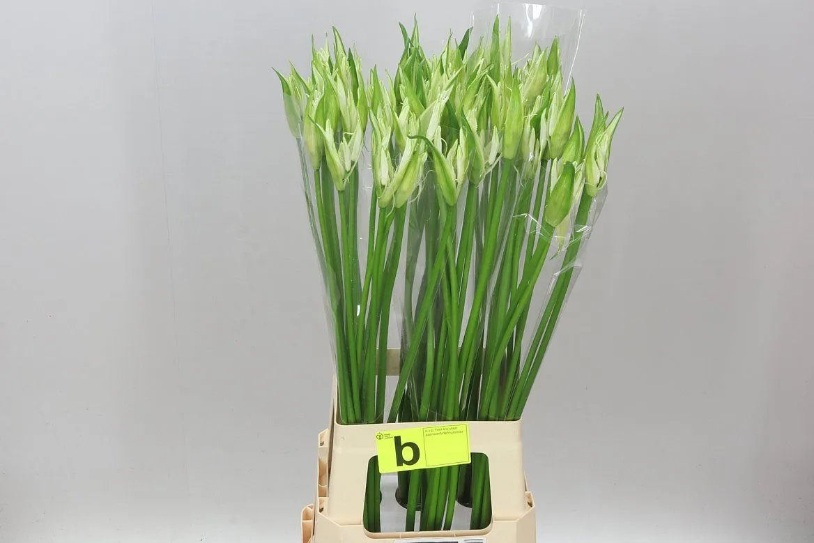 Nerine Bo Like A Virgin • 80 cm