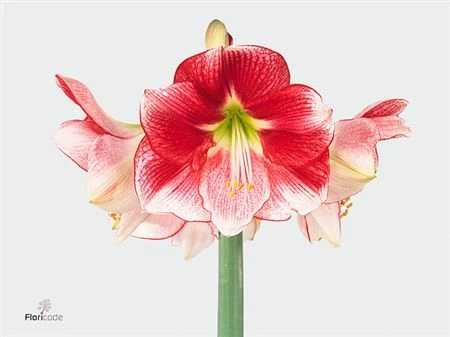 Amarylis Exception • 80 cm