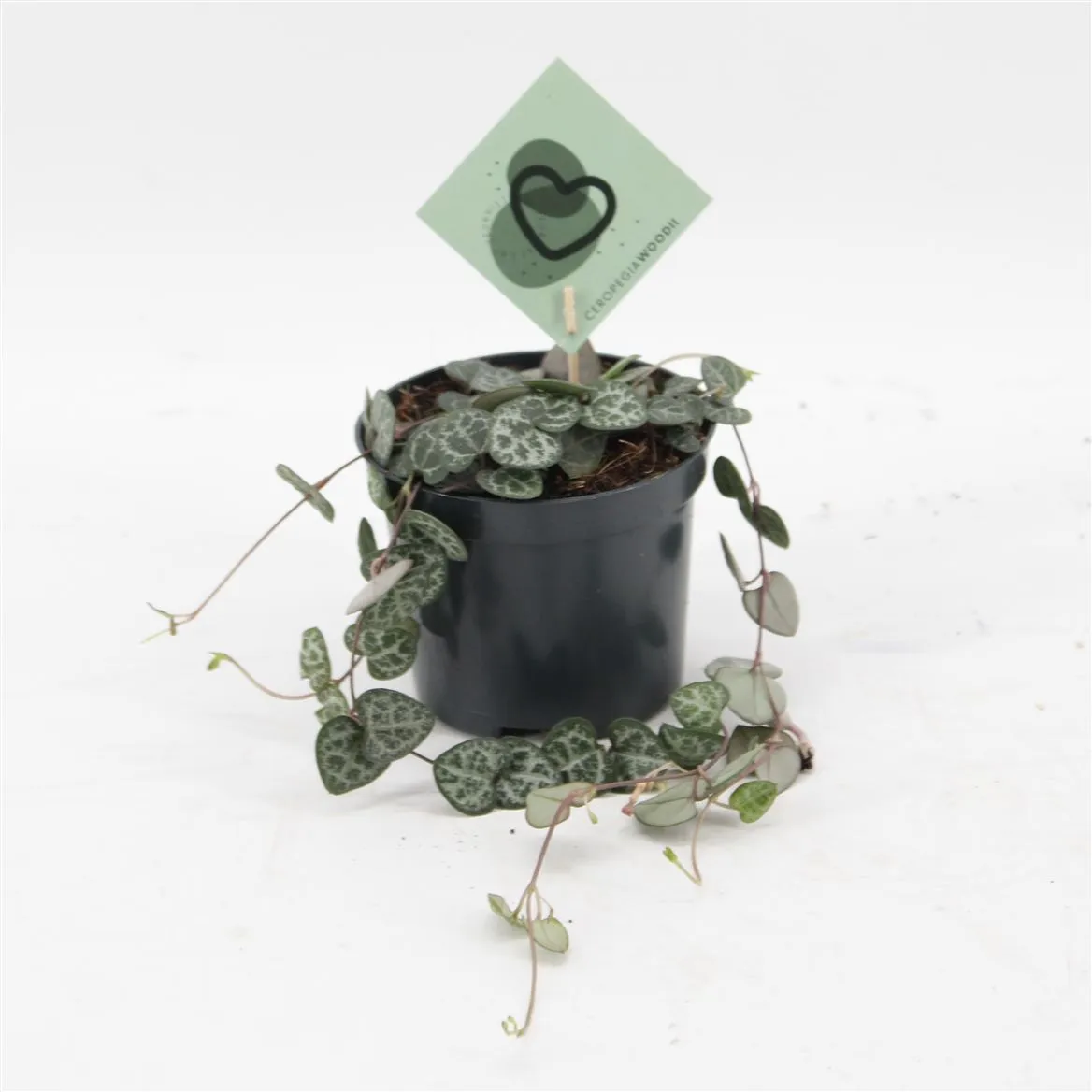 Ceropegia Woodii • črepník 8,5 cm