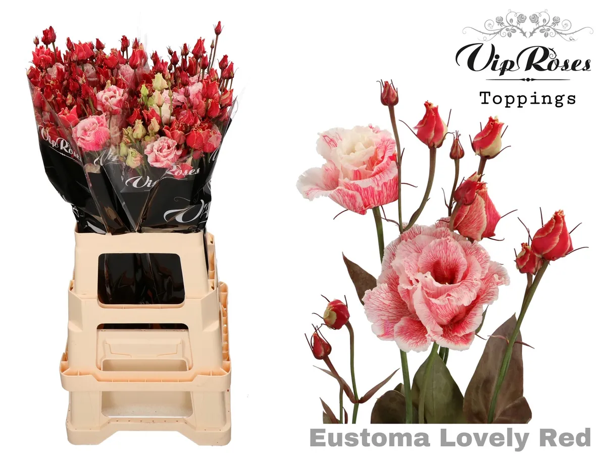 Eustóma plnokvetá Alissa Lovely Red • 70 cm