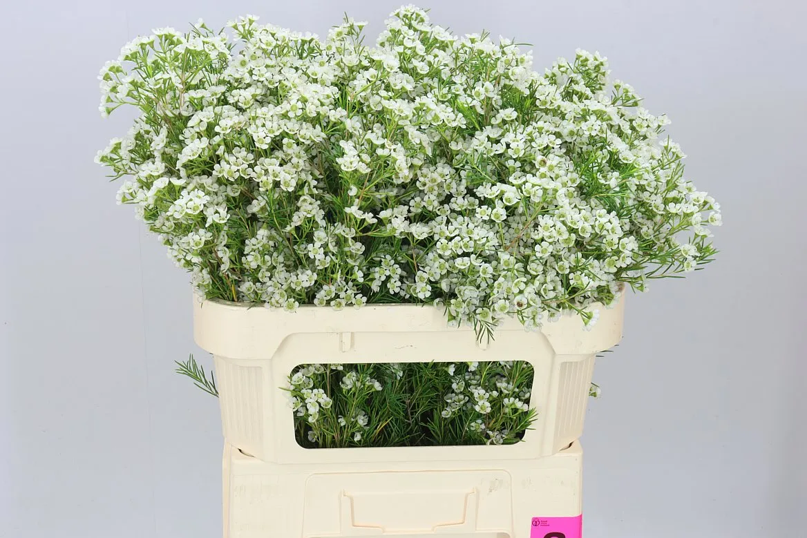 Voskovka Grace • 70 cm