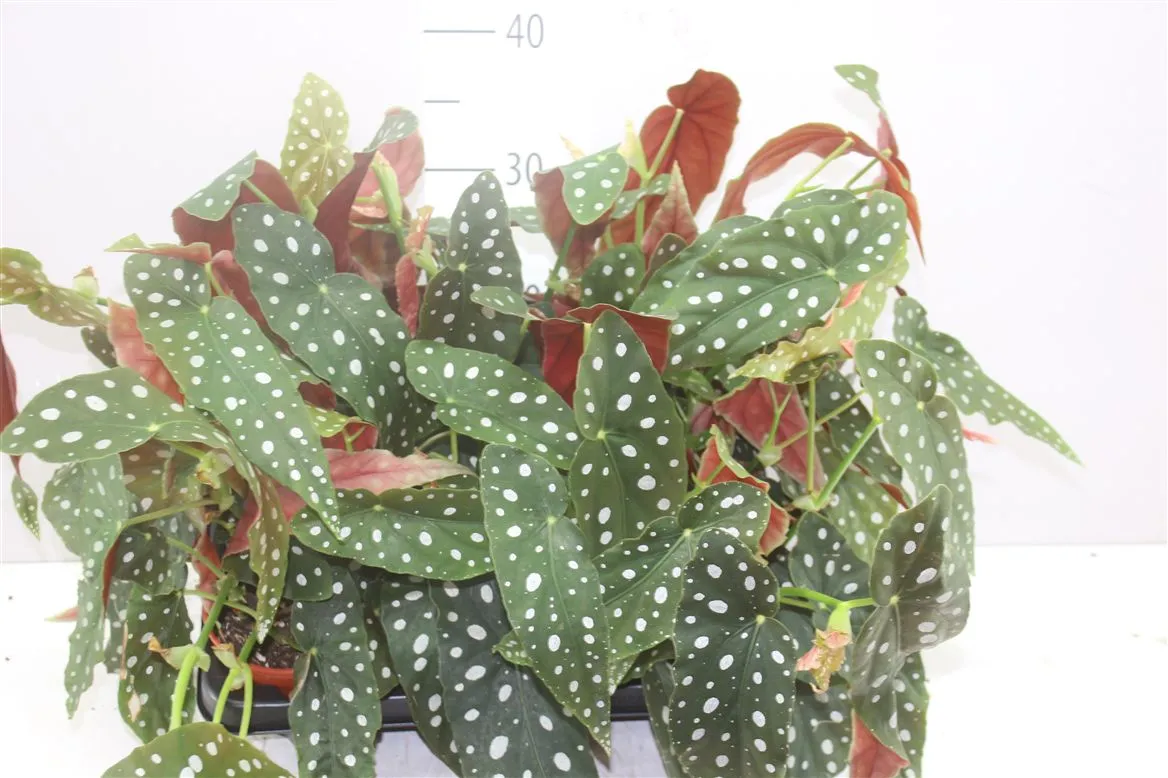 Begonia Maculata • črepník 12 cm