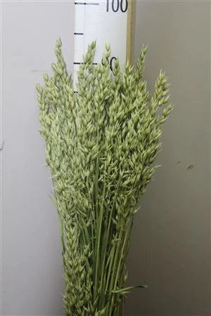 Haver ( Oatsa ) • 60 cm