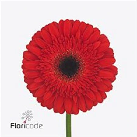 Gerbera Dynamic • 45 cm