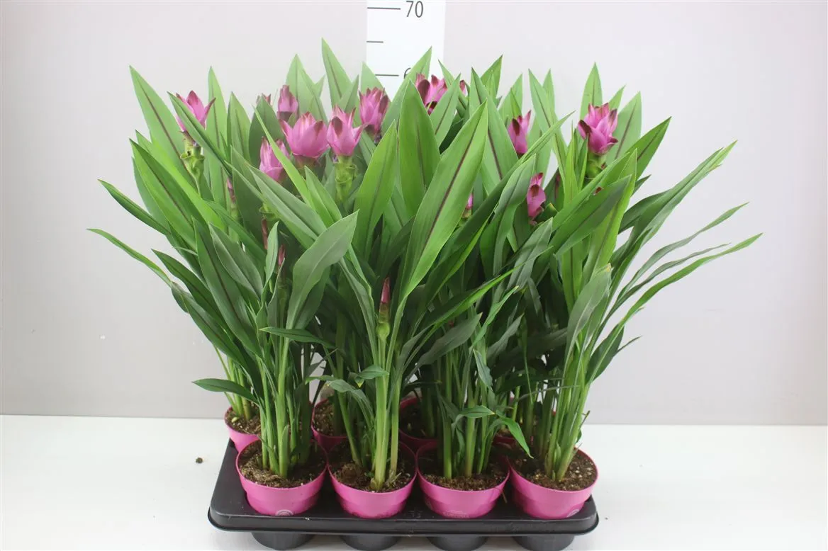 Curcuma Siam Splash 4+ • črepník 14 cm
