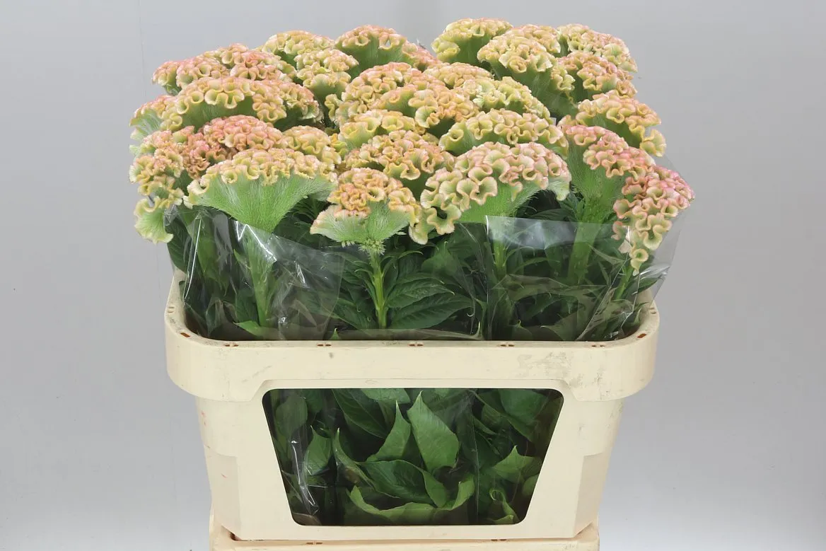 Celosia C Champagne • 80 cm