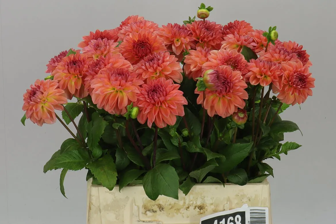 Dahlia Chanel • 45 cm