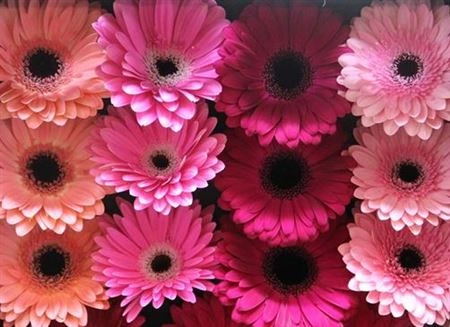 Gerbera mix Pink • 45 cm